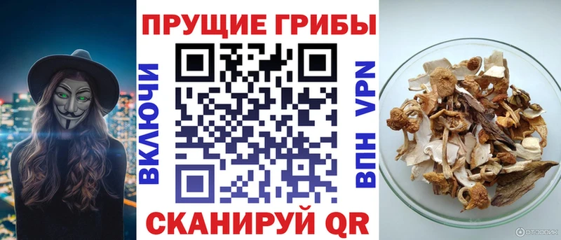 Псилоцибиновые грибы мицелий  Кириши 